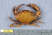 藏品(齒石扇蟹)的圖片